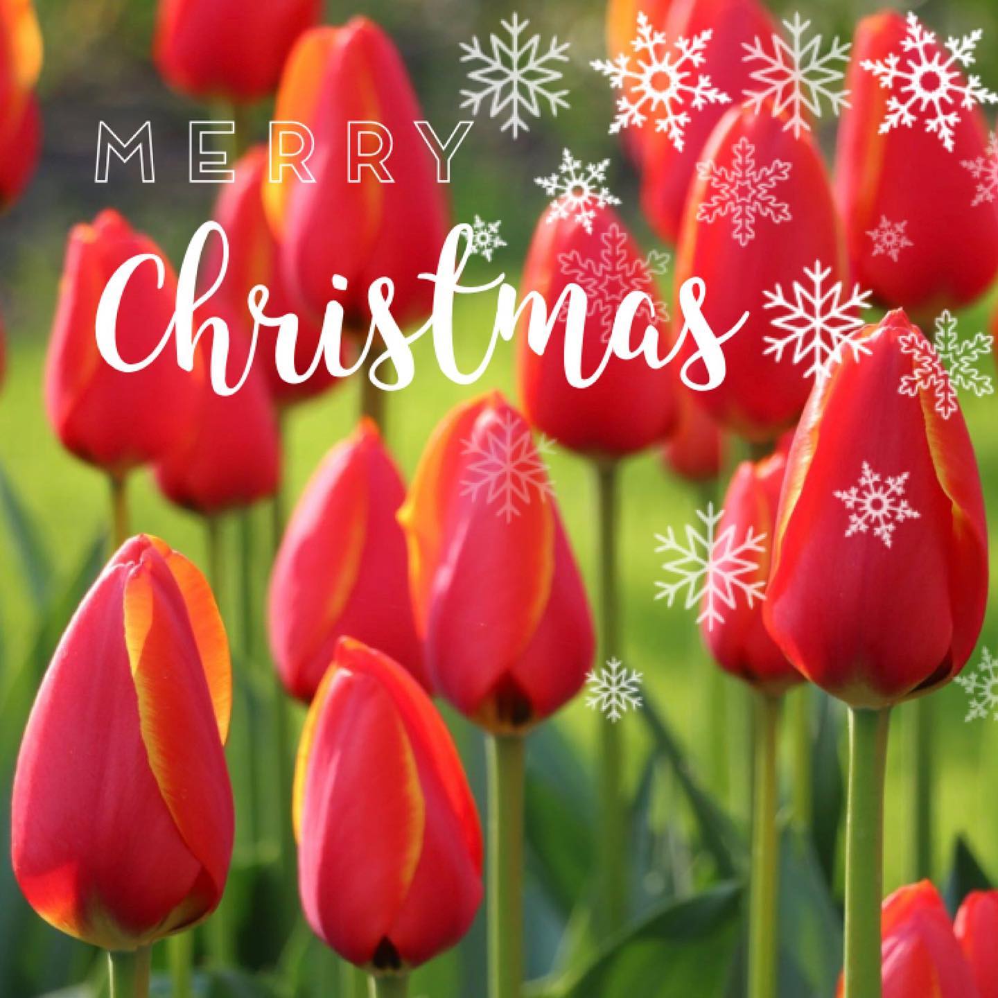 Wishing you a very Merry Christmas! ✨🌷