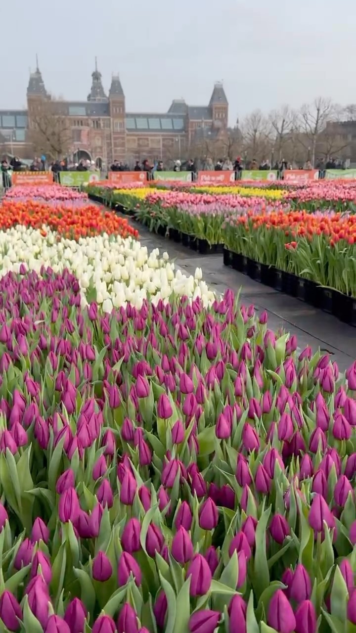 ℕ𝕒𝕥𝕚𝕠𝕟𝕒𝕝 𝕋𝕦𝕝𝕚𝕡 𝔻𝕒𝕪 🌷
Today it was National Tulip Day in The Netherlands. From this day, the tulips will be promoted in the shops. On the Museumplein in Amsterdam there was a large picking garden with up to 200,000 tulips!

The tulip picking garden was opened by the world famous Dutch DJ @hardwell . He was also honored with his own tulip: “Tulipa Hardwell” 

People from all over the world could pick a bunch of tulips for free on the Museumplein. What a great event it was!!!

www.tulipfestivalamsterdam.com

#nationaltulipday #tulipfestivalamsterdam #tulipsfromamsterdam #colourexplosion #tulipes #spring2024 #keukenhof #tulipfields #welovetulips #amsterdam #amsterdamevents #amsterdamtulips #tulipgarden #tulipseason #flowerfestival #tulipfestival #tuliptime #hollandtrip #tulipfestivalamsterdam @de_tulperij @tuliptime.info #amsterdamlife