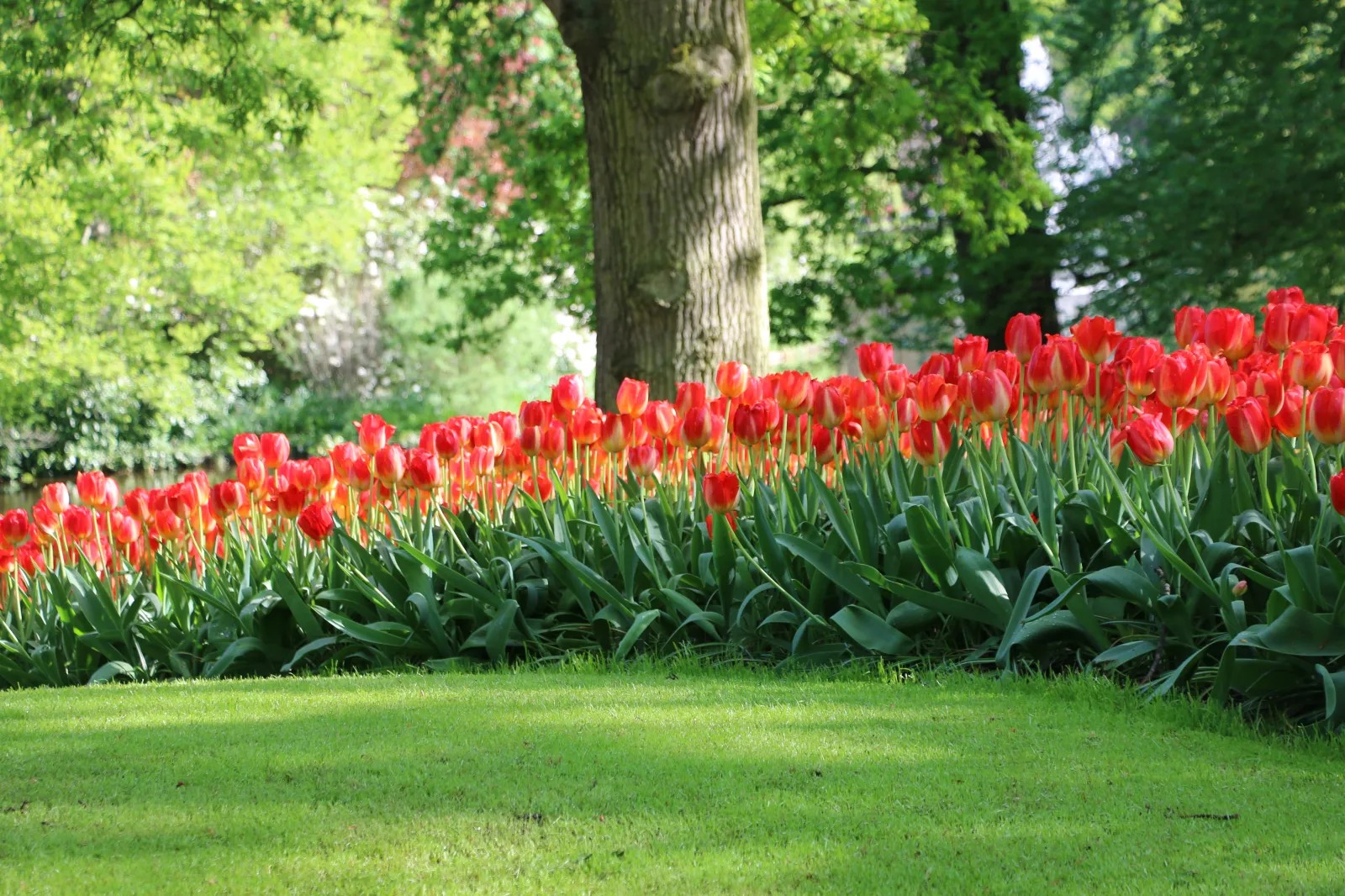 Beautiful red tulips in Keukenhof gardens (📸 April 2018).