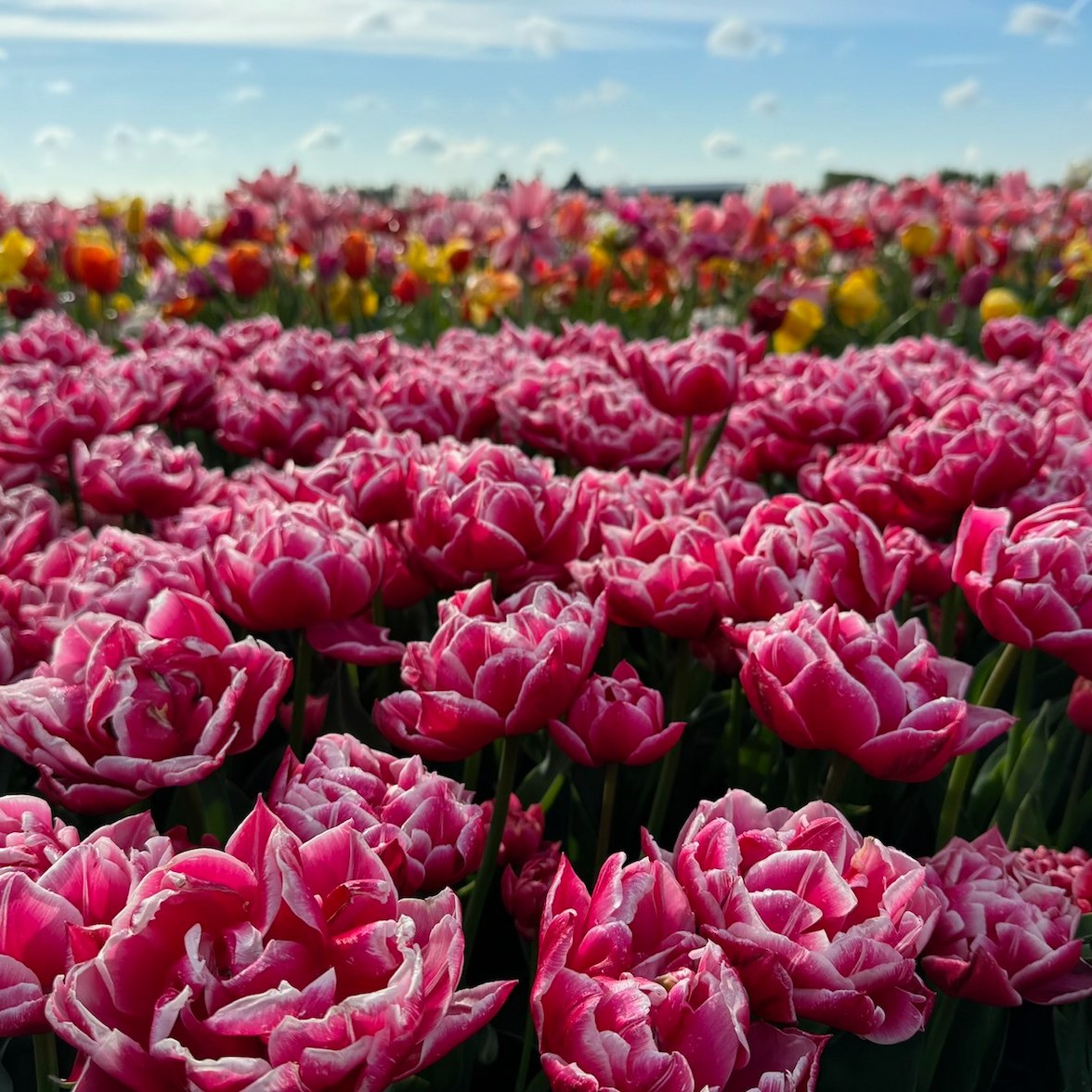 May your week be as beautiful as these tulips!

📸 April 2024