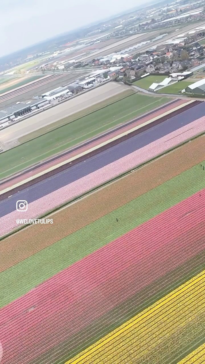 A dream come true… What a view! 😍🌷 #tulips #tulipfields #bucketlistadventures #buketlisttravel #hollandtrip #hollandsightseeing #helicopter #amsterdamtrip #netherlandstravellers #amsterdamtours #tulipfestival #tulipes #tulipanes #loveflowers #dreamtraveler