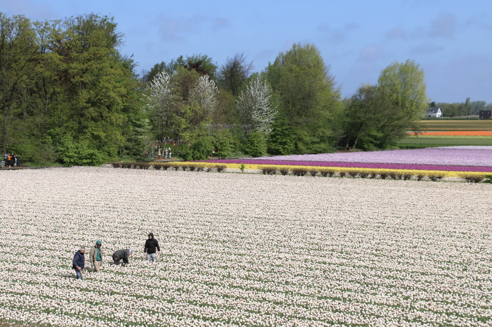 We dream away again when we see these beautiful tulip fields... (📸 April 2018) In the field we see farmers inspecting the tulips.

In 2025, the Tulip Festival will take place from Thursday 20 March to Sunday 11 May 2025. On our website (link in bio) you will find all information about activities that you should not miss if you are in the Netherlands during this period 🌷🌷