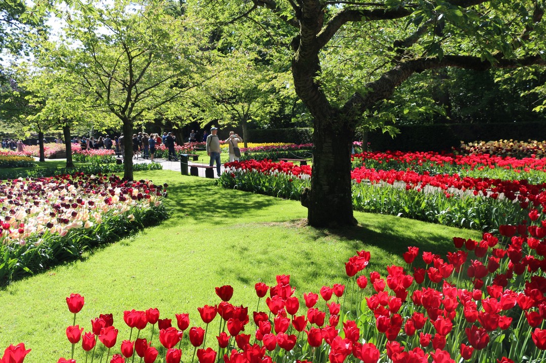 For the last time this year, we say good morning from Keukenhof Gardens 🌷 Today is the last day of the tulip season and the doors will close at 7.30 pm. It promises to be a warm and sunny day 😎, so don't forget your sunscreen if you come to enjoy the tulips. 

Visit the #tulips in #amsterdam from 24 March to 15 May 2022 ➡ www.tulipfestivalamsterdam.com/keukenhof