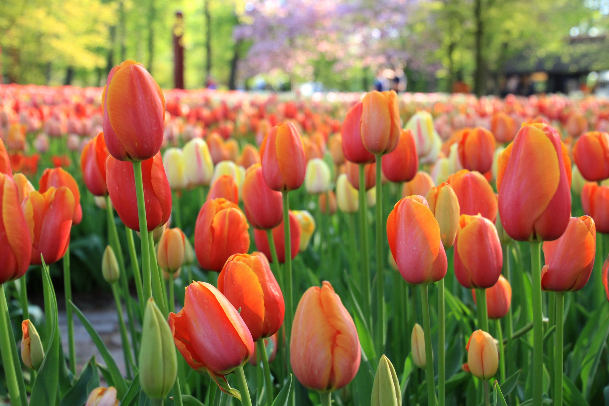 Happy Monday everyone! Sending you some lovely, orange tulips from Holland 🧡🌷

Plan your visit to the tulips on:
> https://tulipfestivalamsterdam.com/

#tulips #tulipslover #mondaymood #mondayblues #orange #flowers #flowerstagram #holland #netherlands #spring #tulpen #tulipas #tulipes #printemps