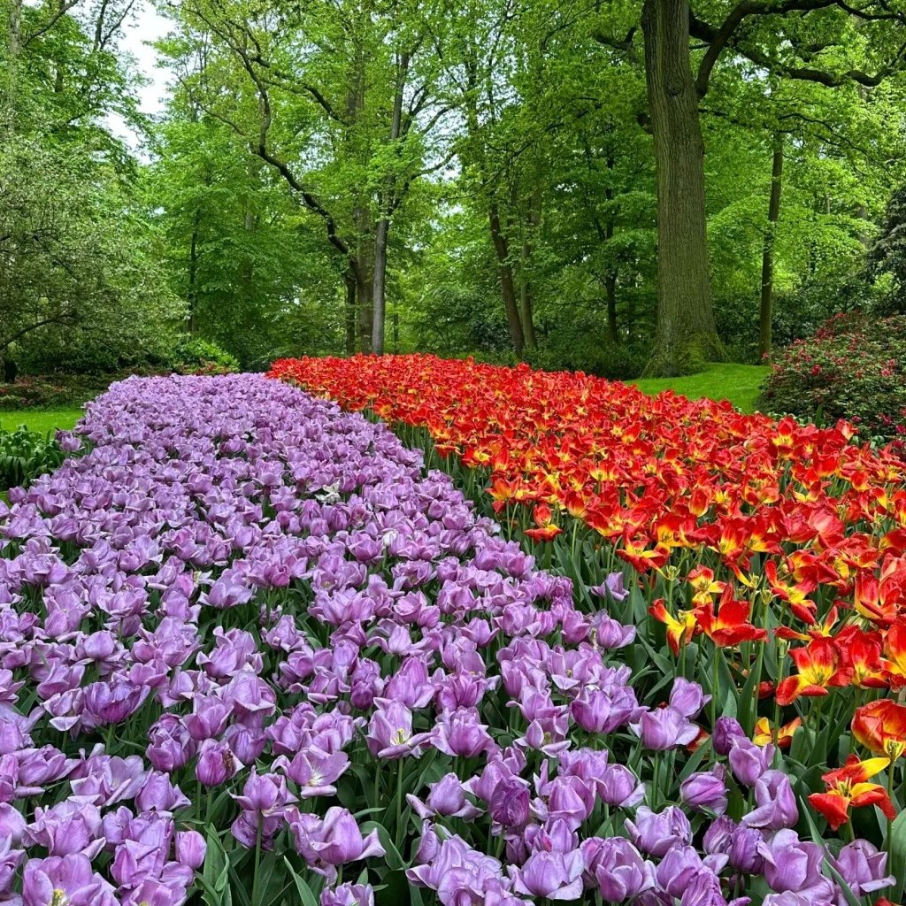 𝔽𝕝𝕠𝕨𝕖𝕣 𝔽𝕠𝕣𝕖𝕔𝕒𝕤𝕥 🌷
Would you like to know how the tulips are doing? Then keep an eye on our Flower Forecast 2024. The first update is already on our website!

www.tulipfestivalamsterdam.com

#tulipseason2024 #netherlandstravellers #tulipblooming #flowerforecast #tulipfields #blooming #flowerpower #tuliplovers #tulipsinholland #tulipfestivalamsterdam #tulipfestival2024