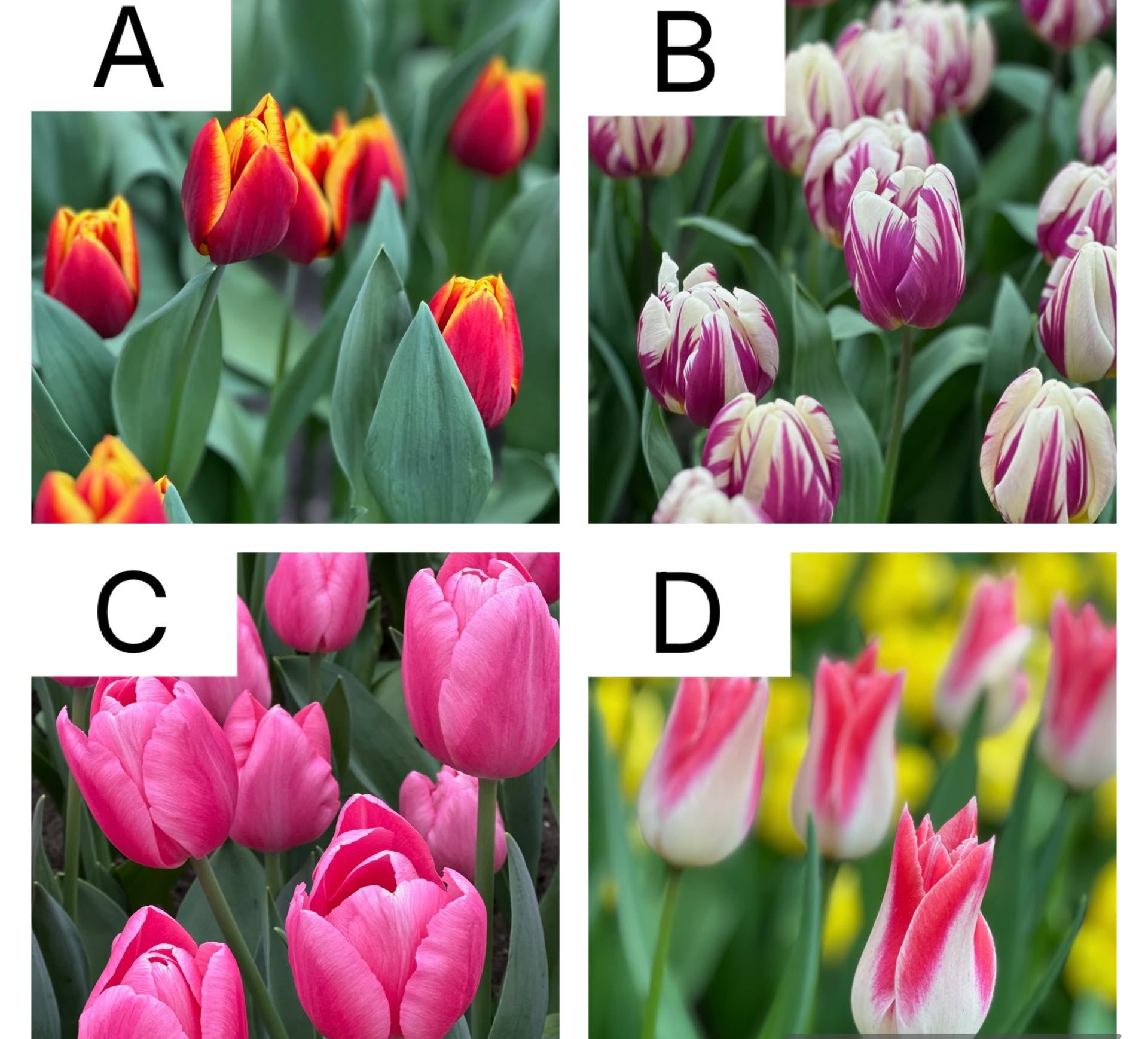 Which tulip is your favorite? Let us know in the comments! 🌷

#tulipfestivalamsterdam #tulip #tulipanes #tulipes #fleurs #flowers #blossom #tulips #gardening #nature #pictureoftheday