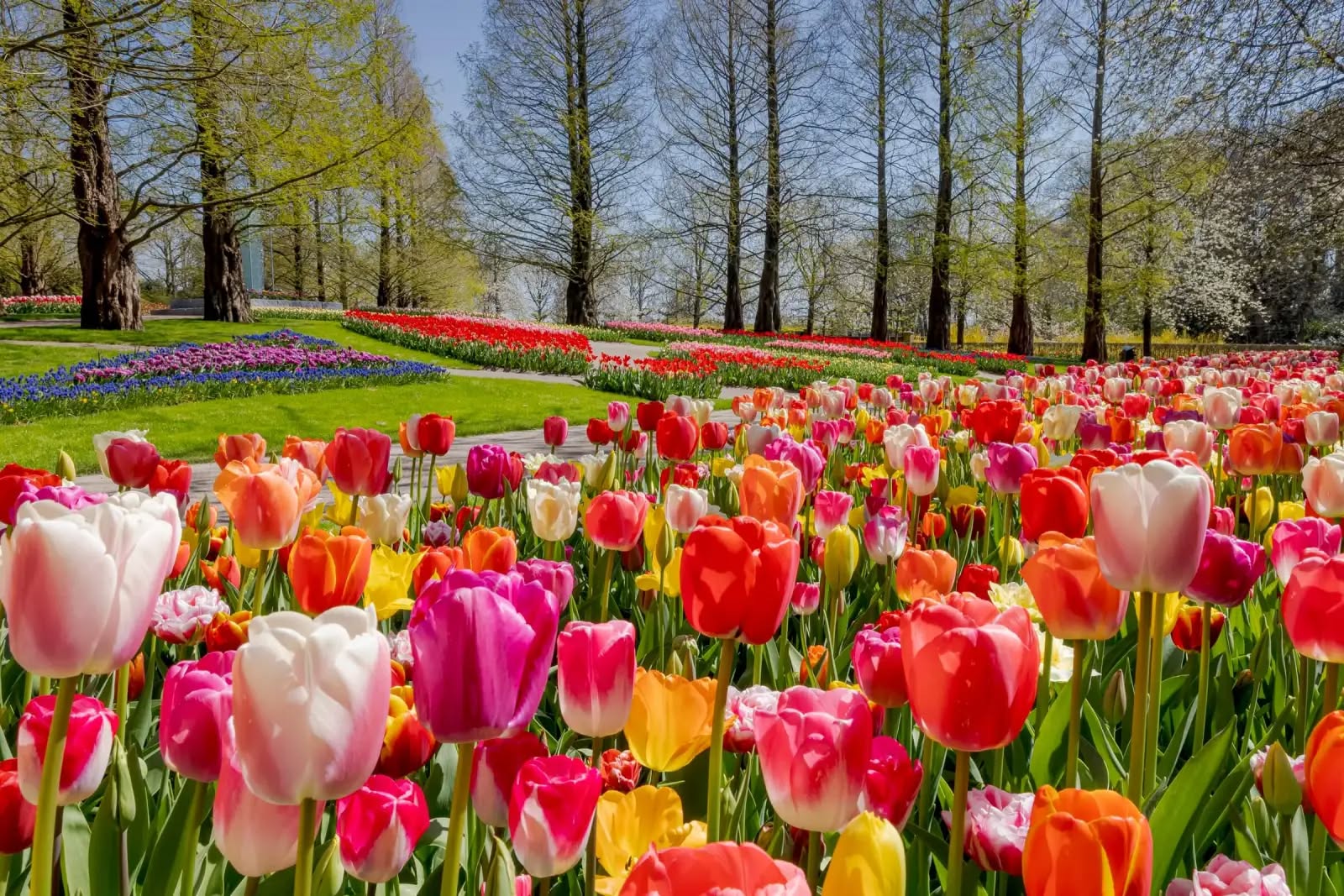 Are you already dreaming of seeing these colourful tulips in full bloom? 🌷�
Experience the magic of spring at the Tulip Festival 2026!

👉 Plan your visit via the link in our bio

#tulipfestivalamsterdam #tulips #amsterdam #spring #flowers #visitamsterdam