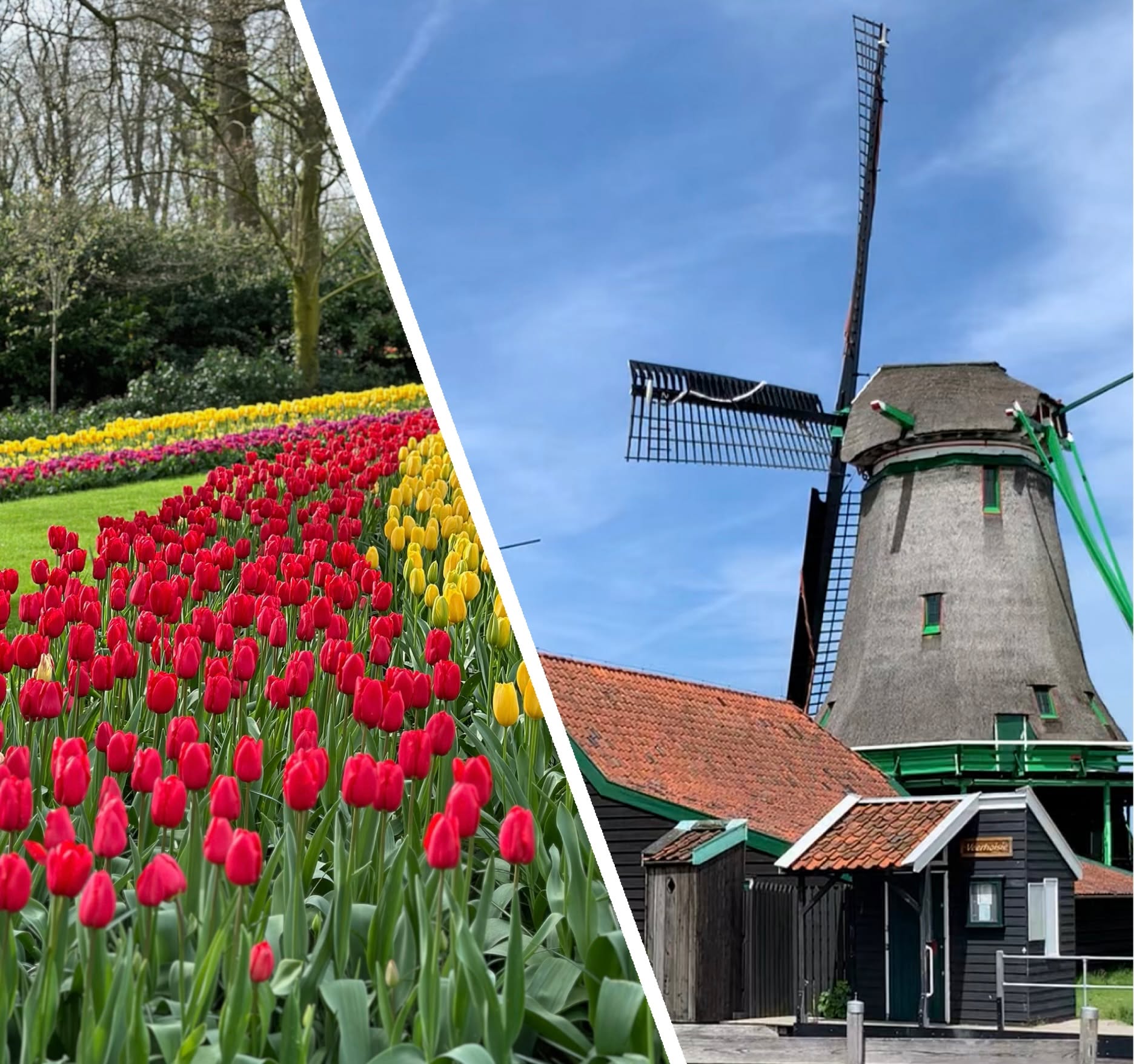 Discover the Best of Holland in One Day! 🌷🧀
Experience the charm of the Netherlands with the Zaanse Schans & Keukenhof Tour — a journey filled with color, culture, and tradition!

Your day includes:
✅ Entry to the world-famous Keukenhof Gardens – a breathtaking sea of tulips and flowers.
✅ A visit to the historic Zaanse Schans windmill village.
✅ Watch a traditional clog-making demonstration.
✅ Enjoy a delicious Dutch cheese tasting.
✅ Relax and travel comfortably in an air-conditioned coach.

Don’t miss this unforgettable Dutch experience. Book your tour now and make your trip to the Netherlands truly memorable!

For more info, please visit the link in our bio.

#tulipfestivalamsterdam #tulips #holland #hollandtrip #netherlandstravellers #windmills #Keukenhof #ZaanseSchans #VisitHolland #TulipSeason #TravelNetherlands #DutchExperience #DayTrip #TravelGoals